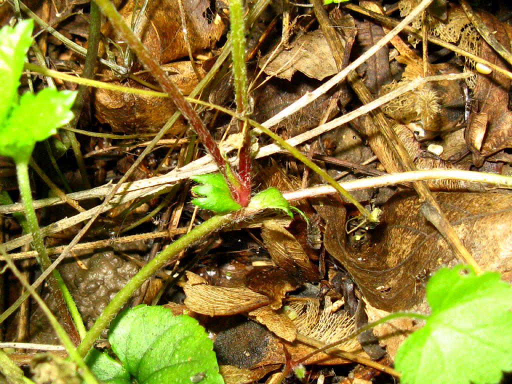 Viola da identificare