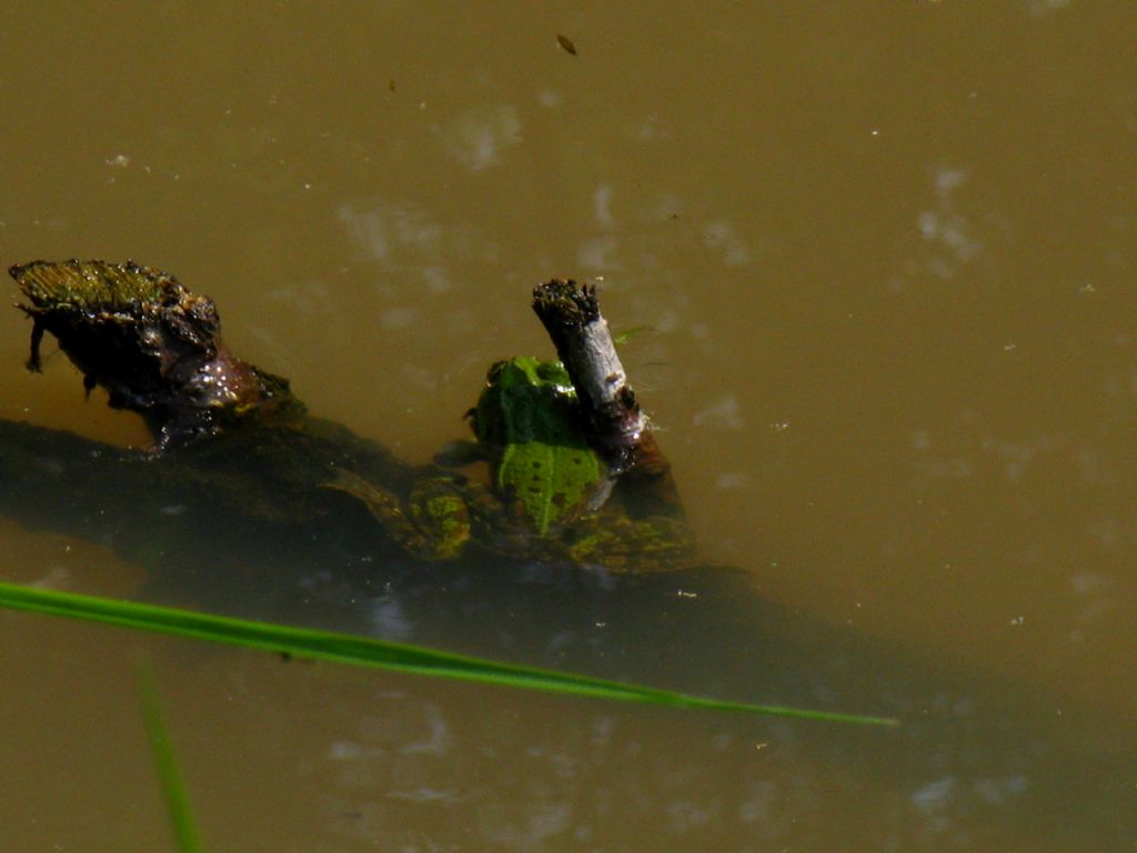 Rana da id. 2 - Pelophylax sp. (prov. MB)