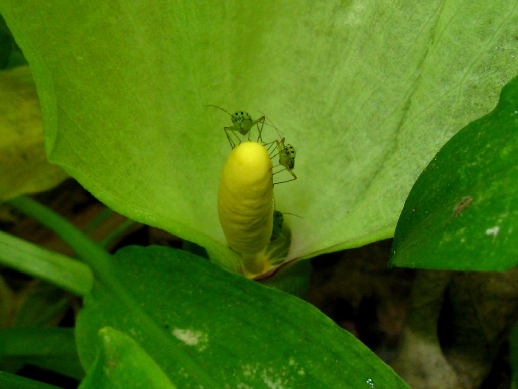 Calocoris striatellus? No, Mermitelocerus schmidti