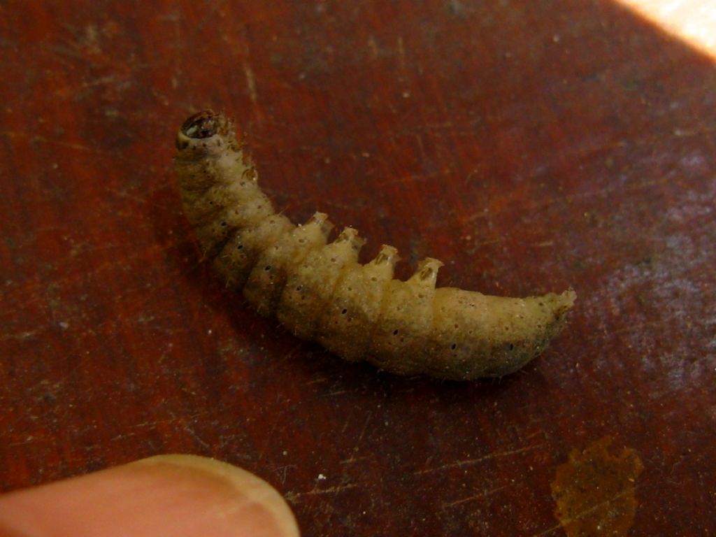 Bruco da id. - Noctuidae