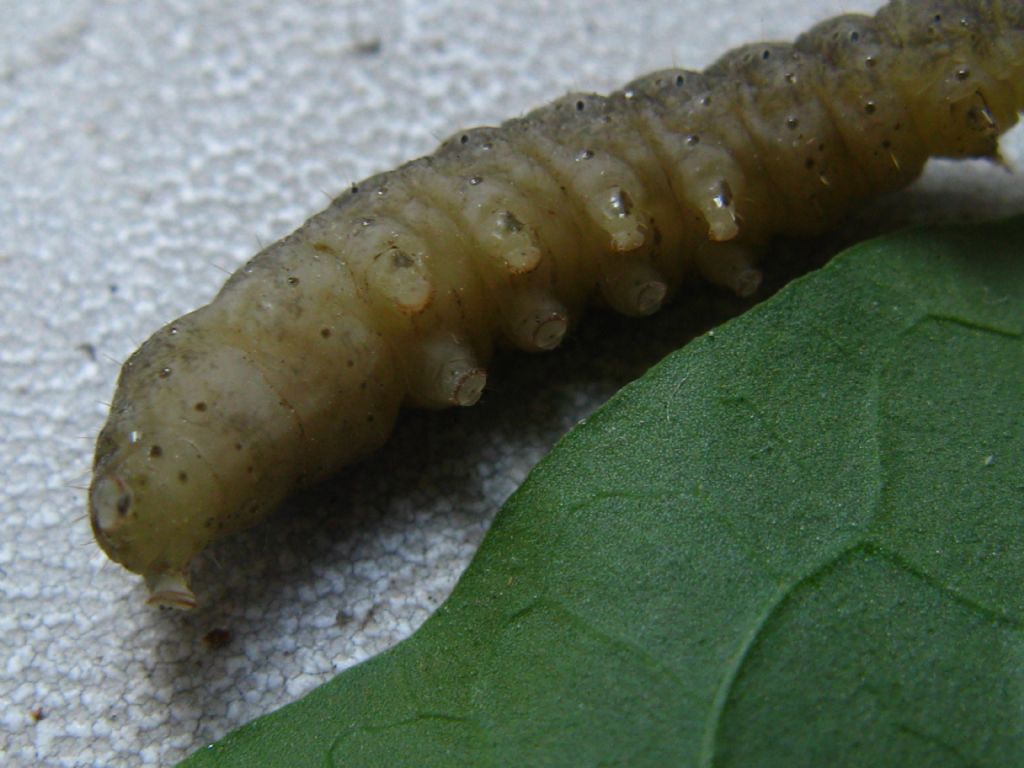 Bruco da id. - Noctuidae