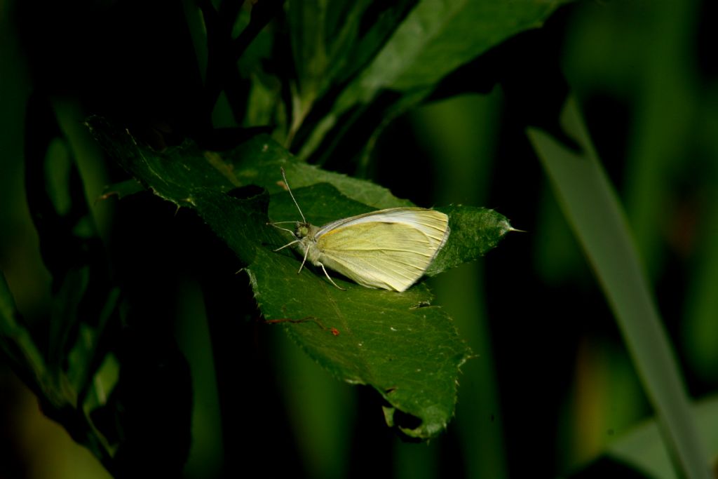 Pieris napi?