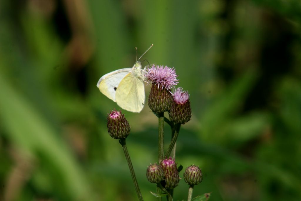 Pieris napi 2