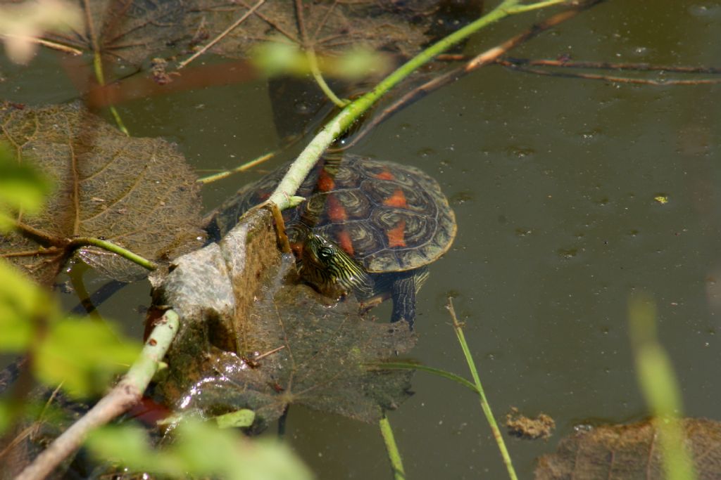 Tartaruga da identificare