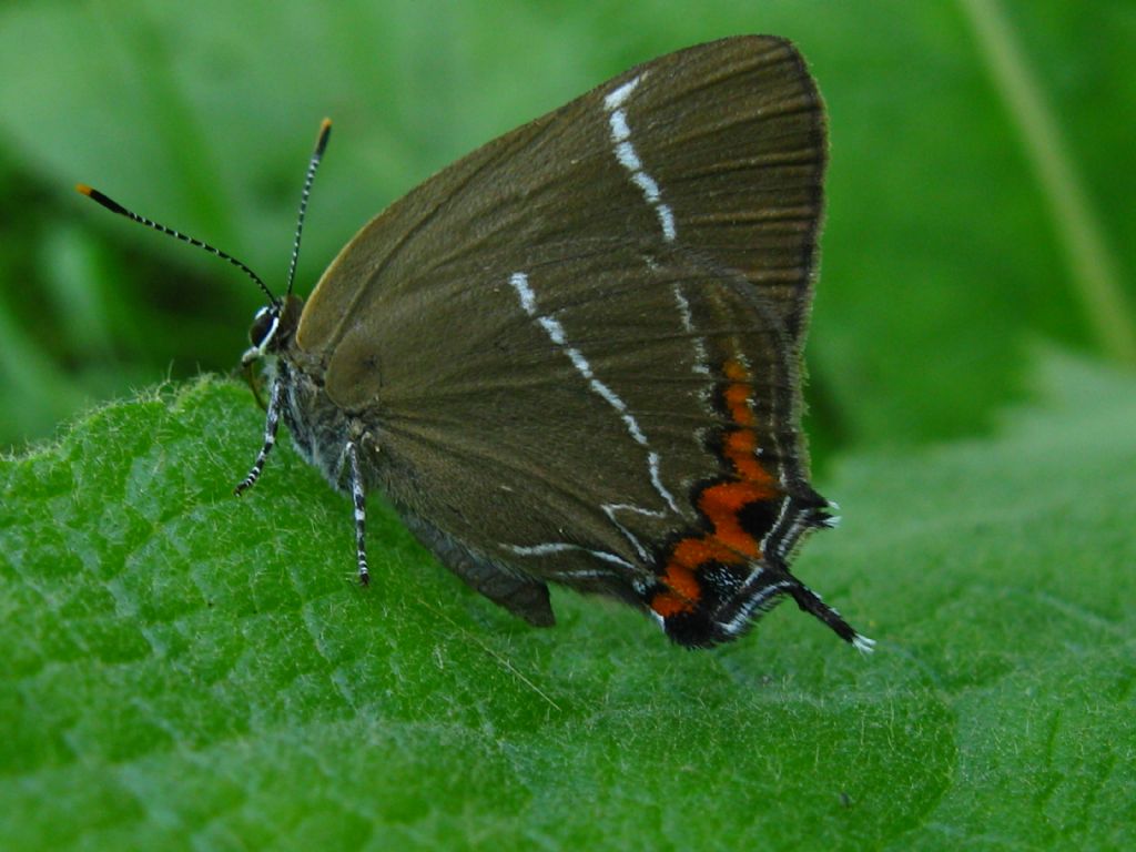 Satyrium pruni femmina?