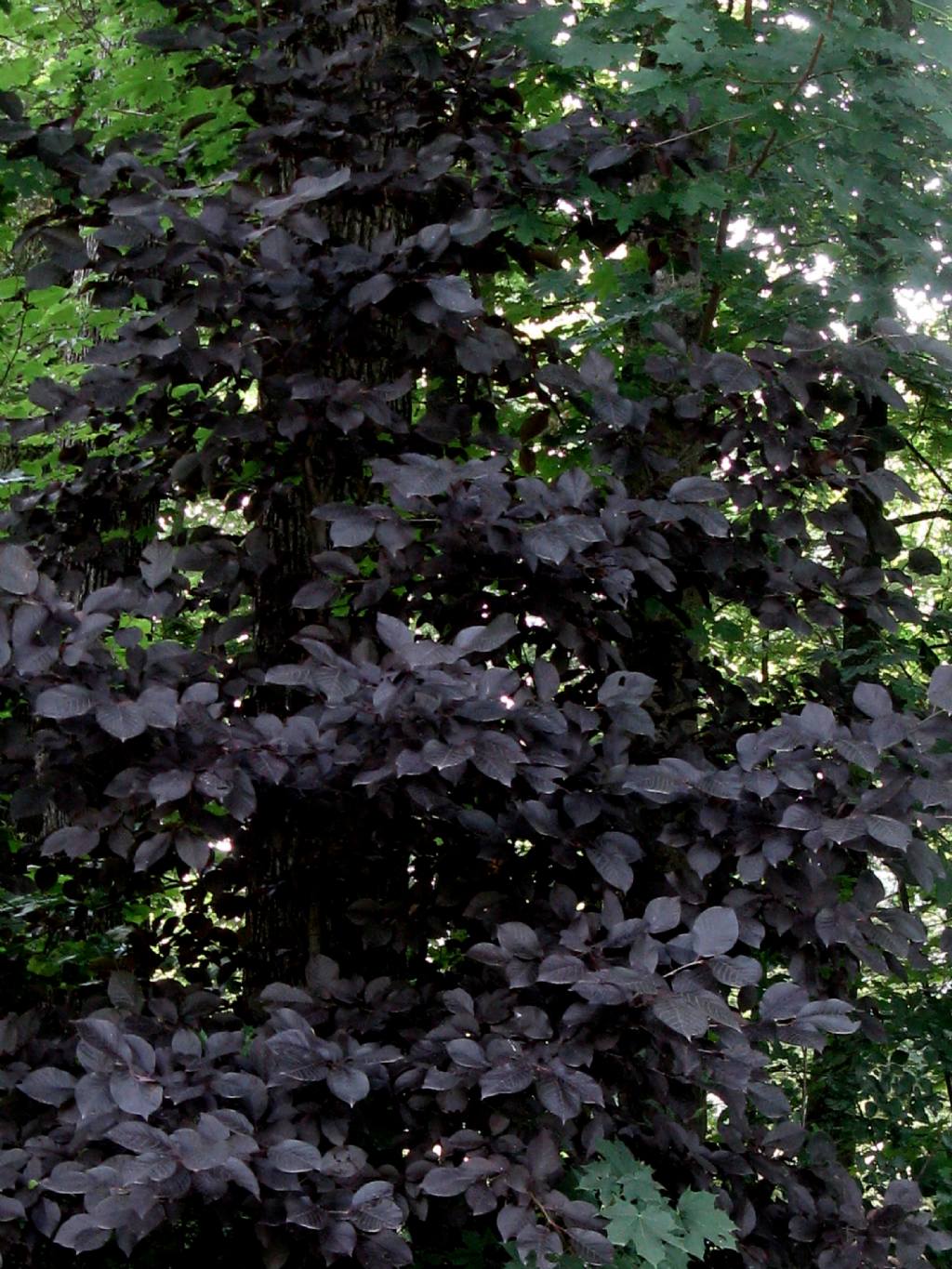 Prunus...?