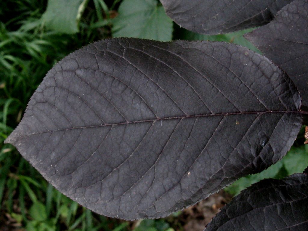 Prunus...?