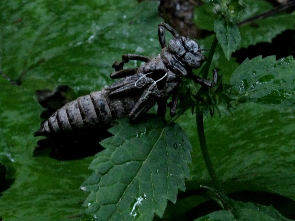 Exuvia da id.: Cordulegaster sp.