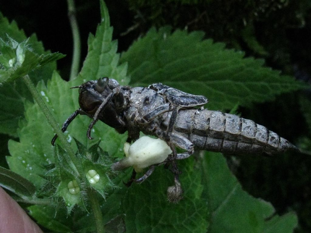 Exuvia da id.: Cordulegaster sp.