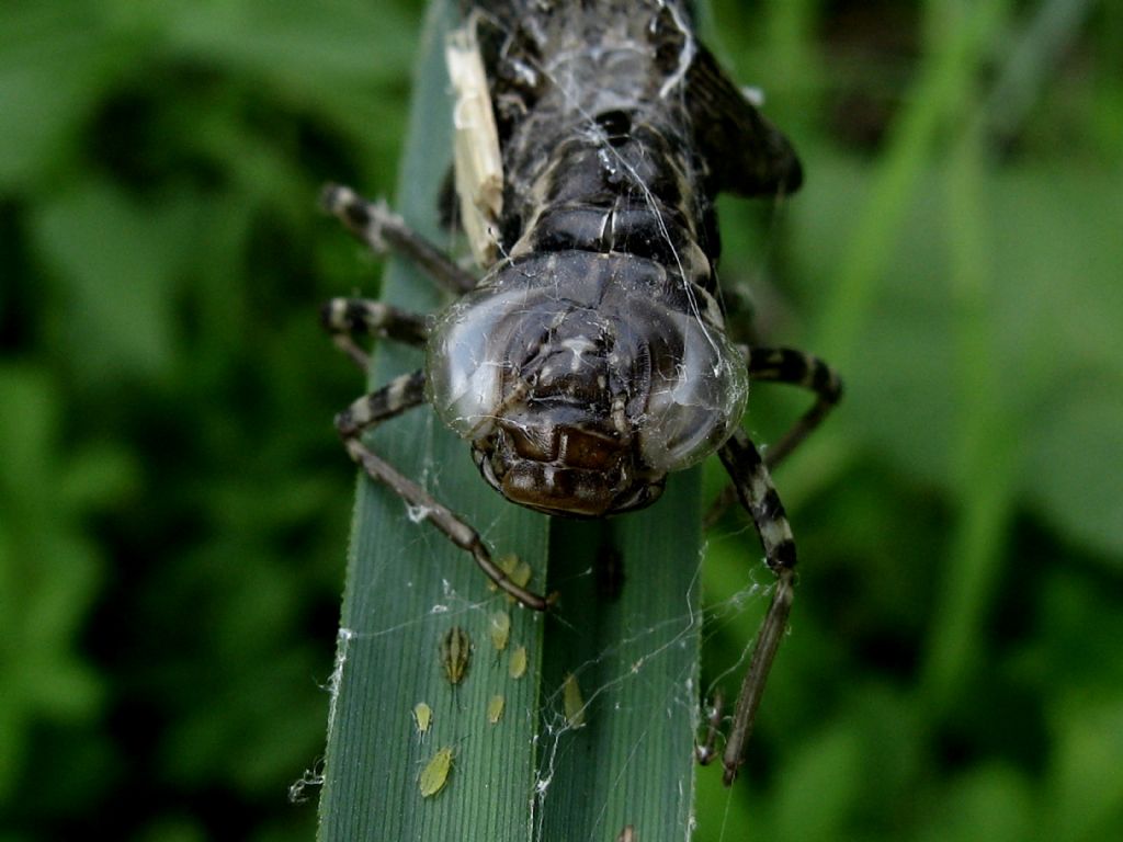 Exuvia da identificare: Anax parthenope