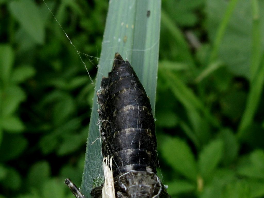 Exuvia da identificare: Anax parthenope