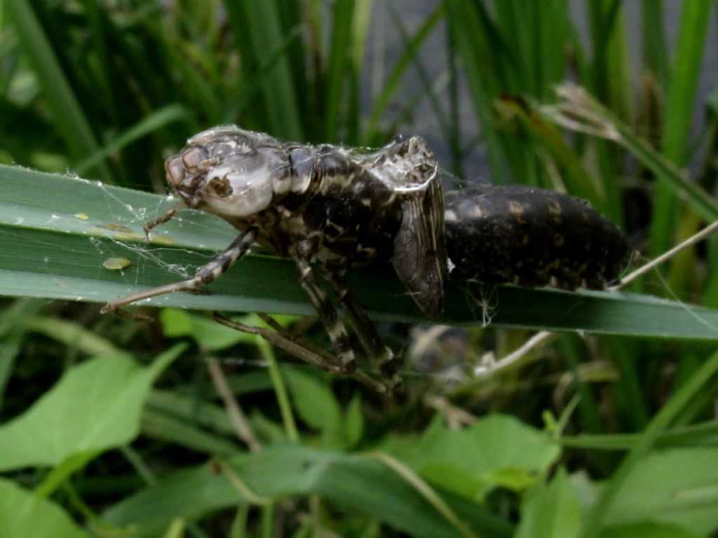 Exuvia da identificare: Anax parthenope