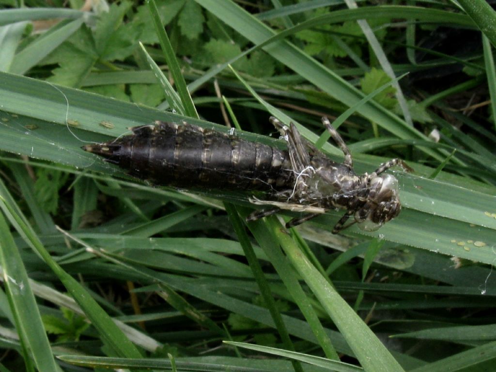 Exuvia da identificare: Anax parthenope