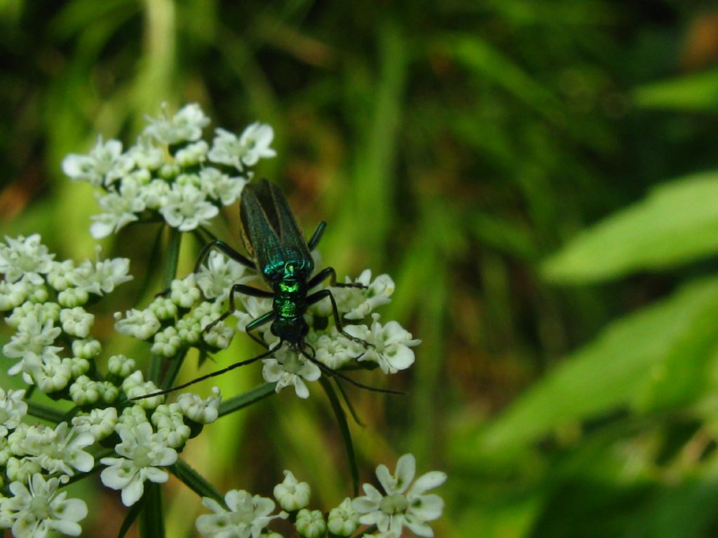 Oedemera nobilis femmina? S.