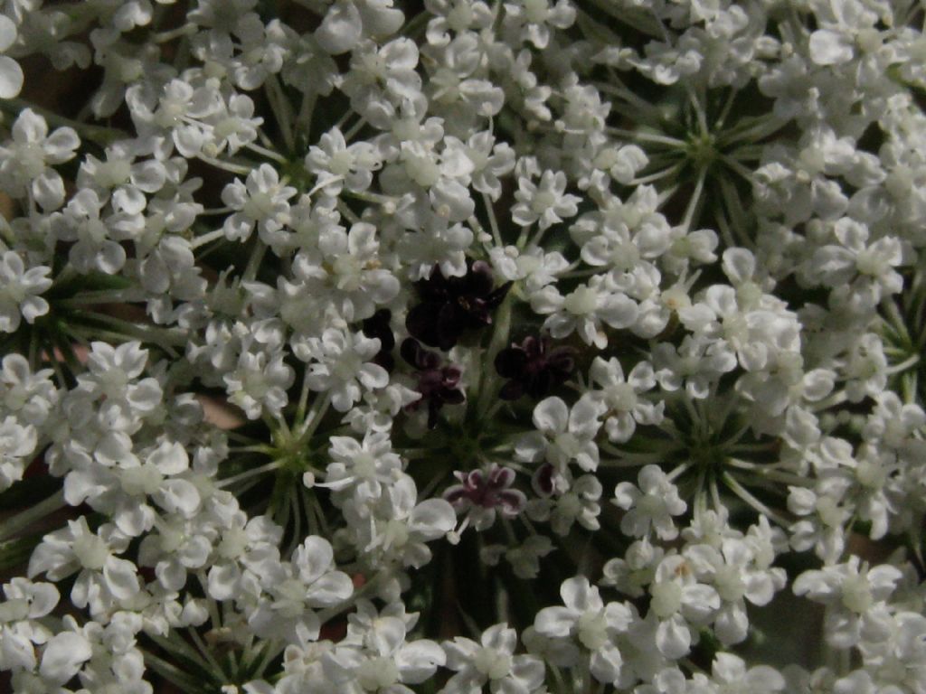 Daucus carota?