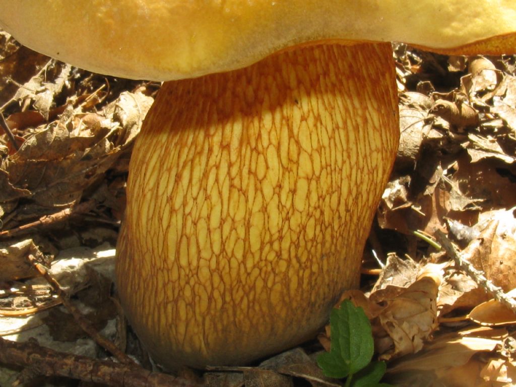 Boletus luridus?