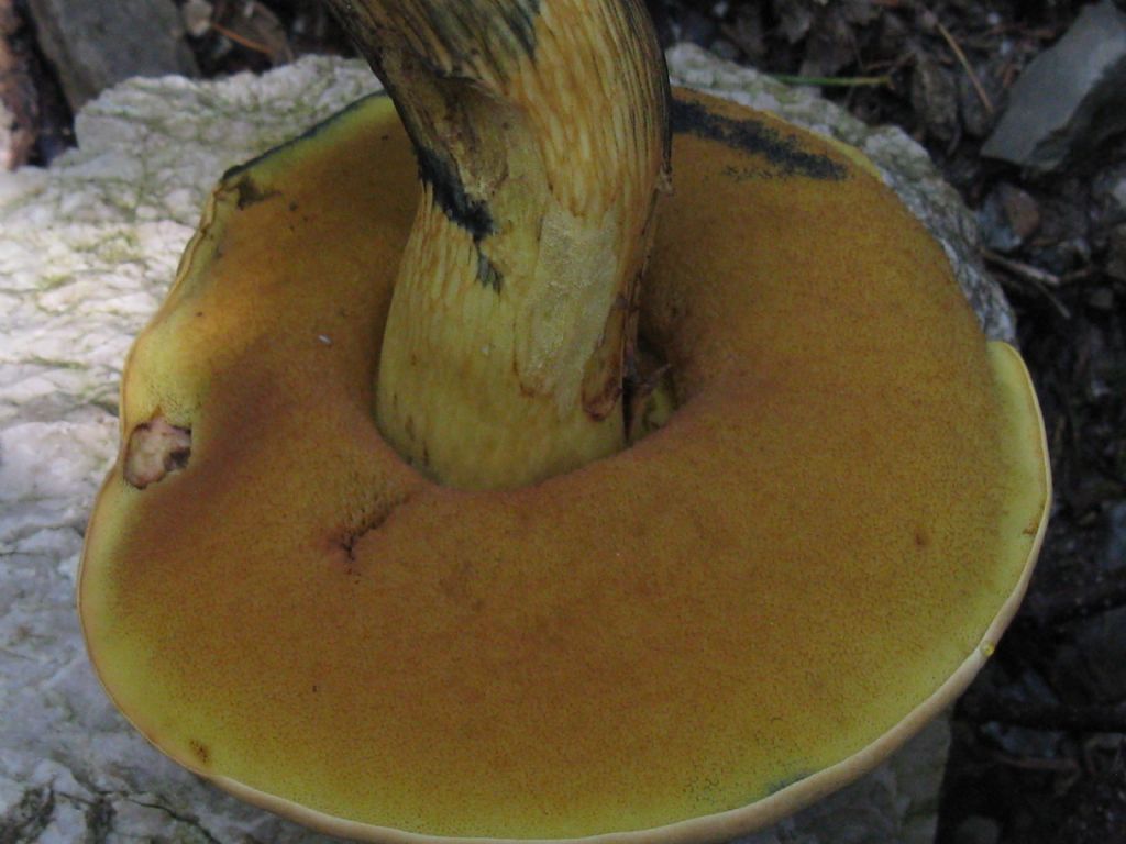 Boletus luridus?