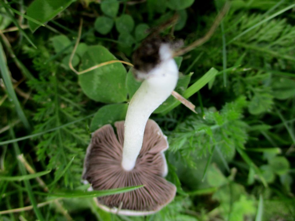 Fungo da identificare.