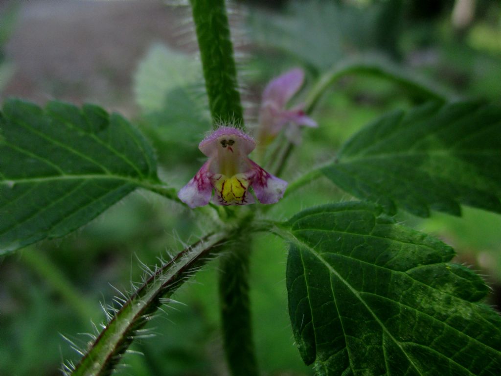 Lamiacea da identificare