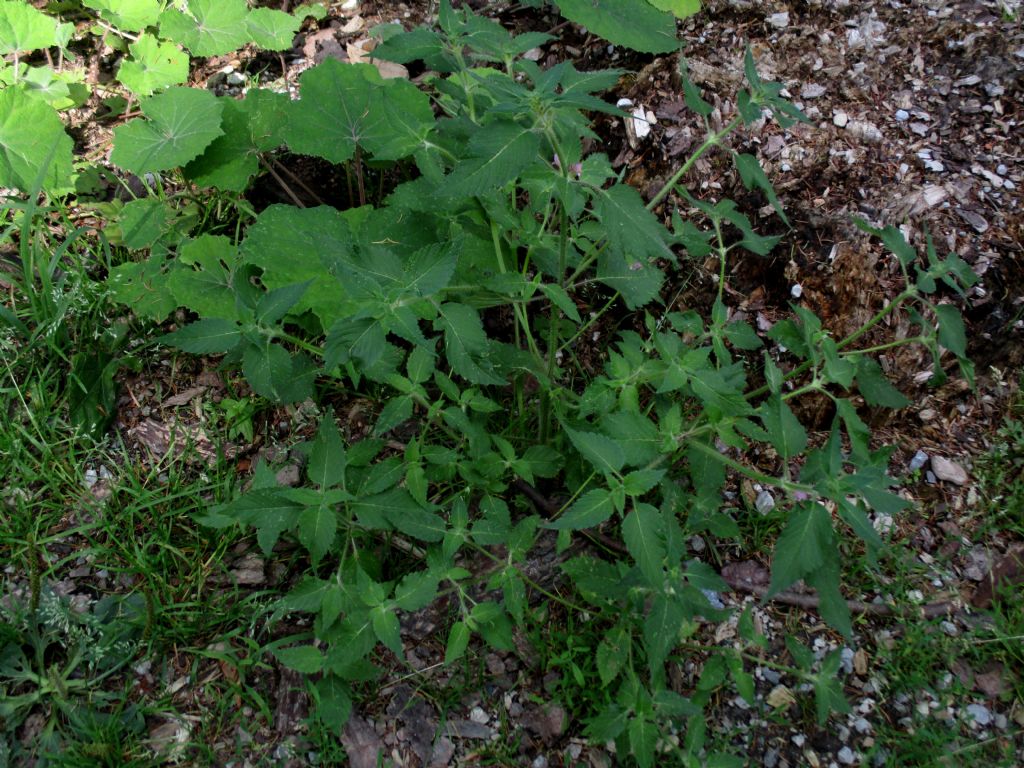 Lamiacea da identificare
