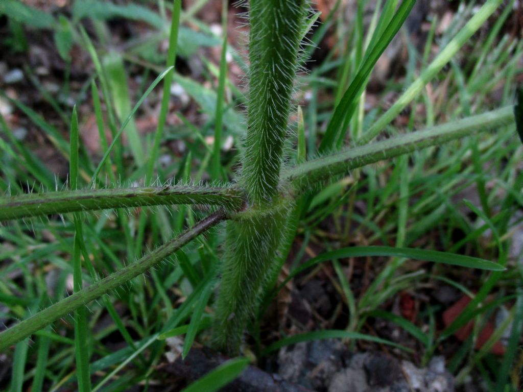 Lamiacea da identificare