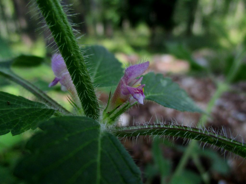 Lamiacea da identificare