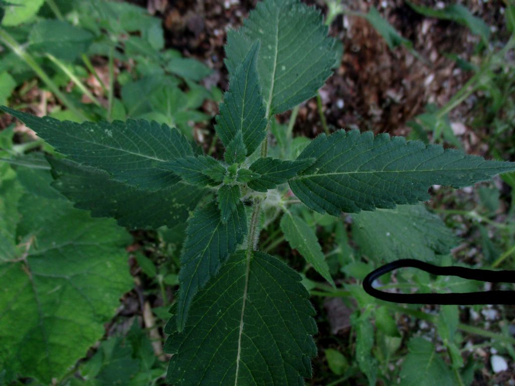 Lamiacea da identificare