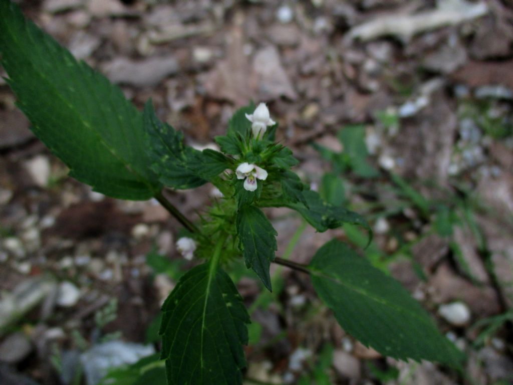 Lamiacea da identificare
