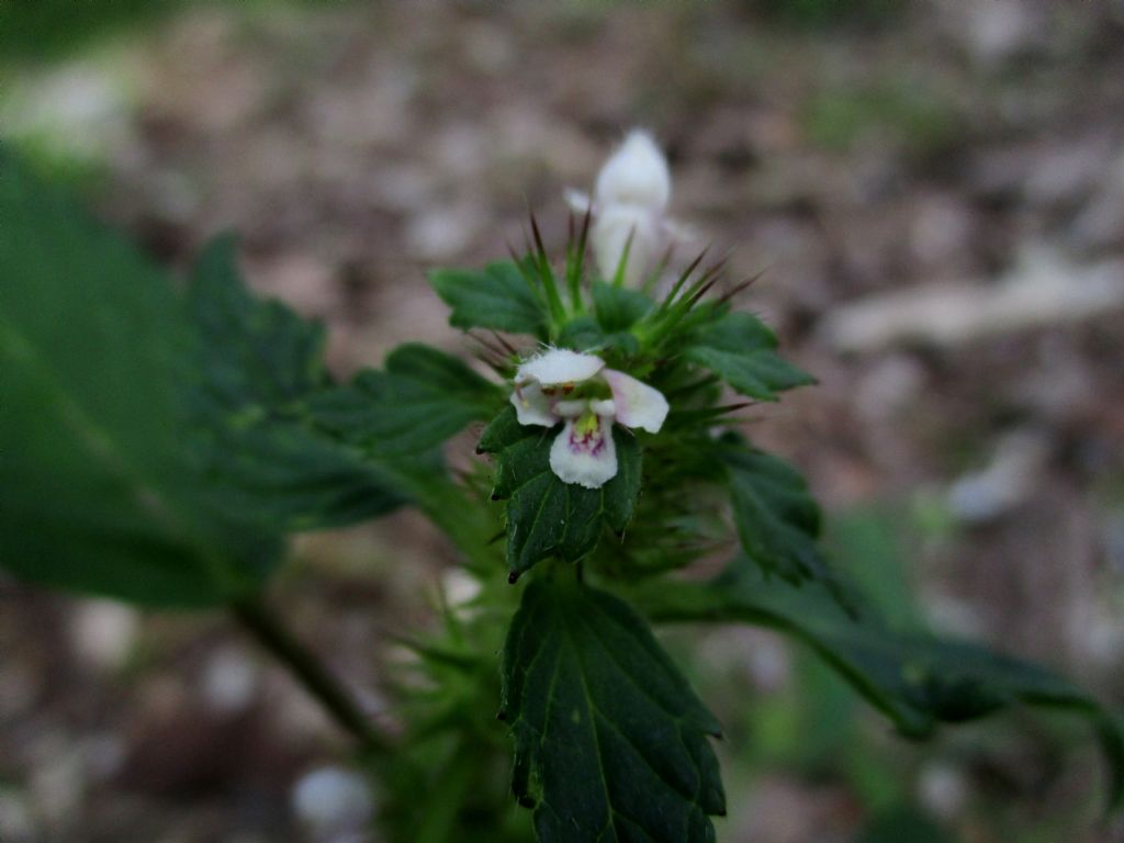 Lamiacea da identificare