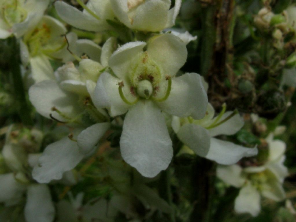 Dictamnus albus albiflorus?