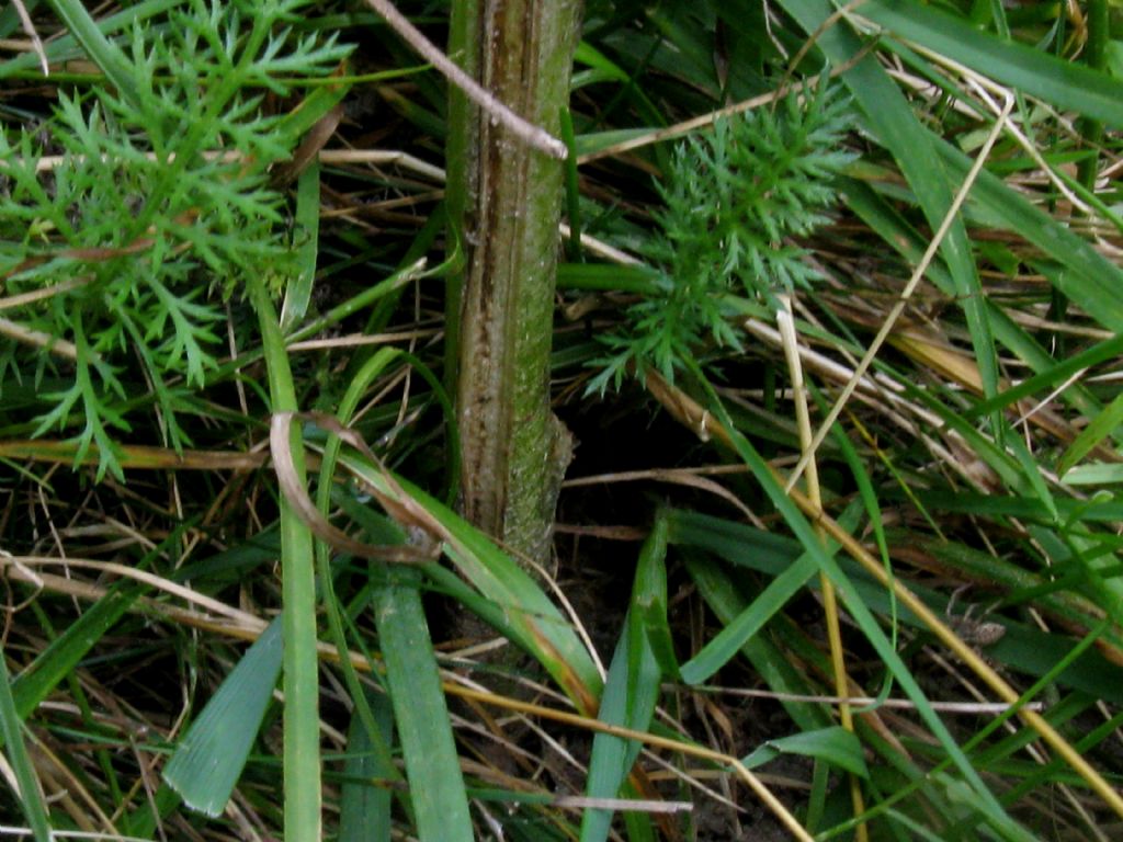Dictamnus albus albiflorus?