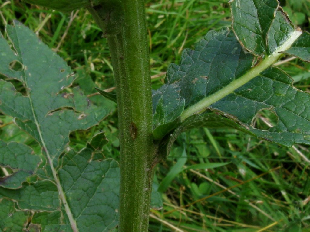 Dictamnus albus albiflorus?