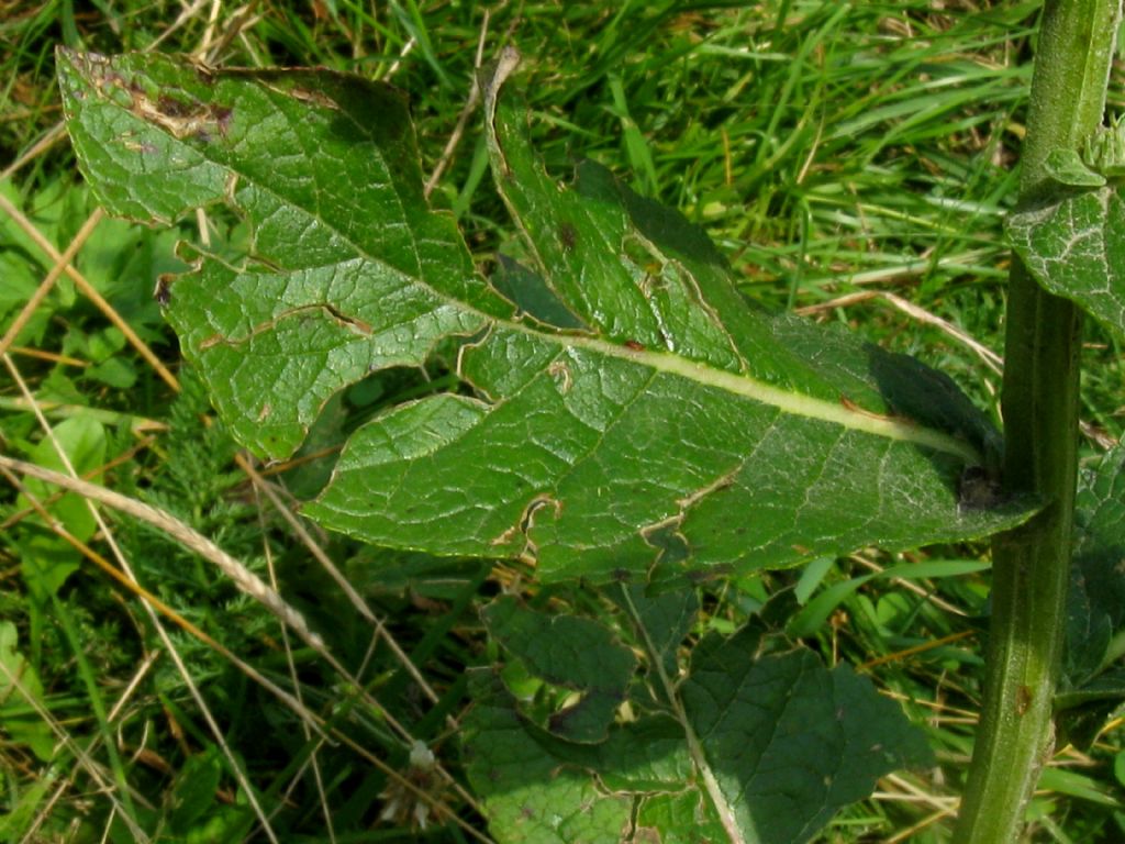 Dictamnus albus albiflorus?