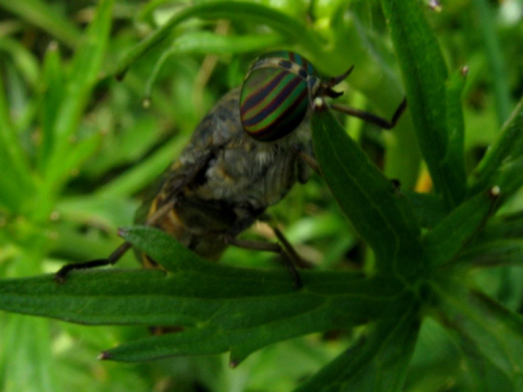 Tabanus bovinus?