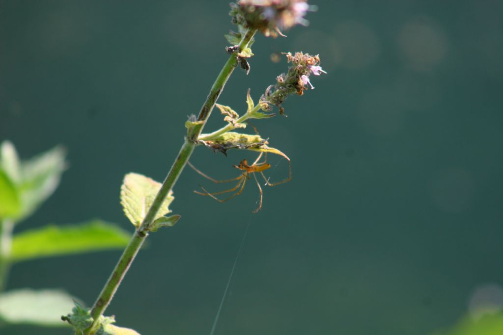 Ragno da identificare - Tetragnata...?