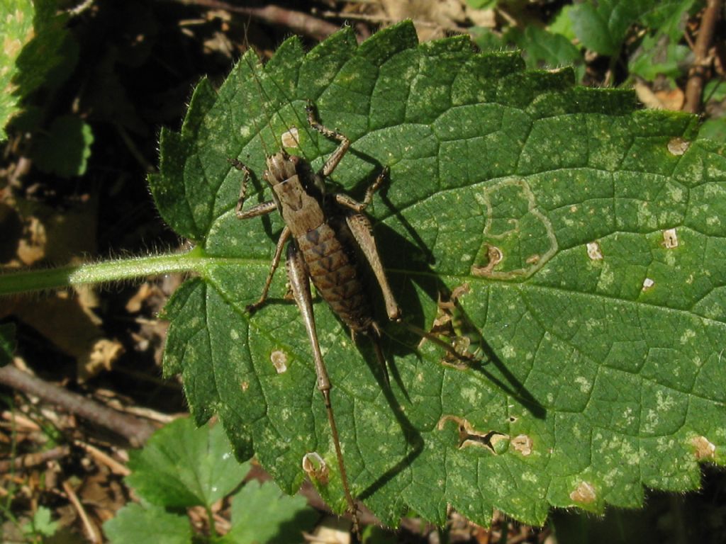 Cavalletta da identificare