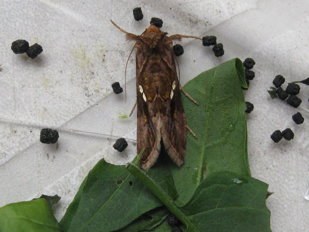Chrysodeixis...?
