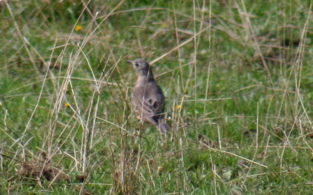 Uccello identificabile?