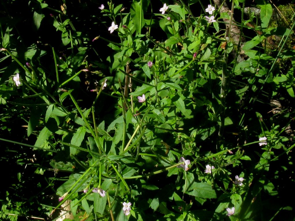 Epilobium montanum?