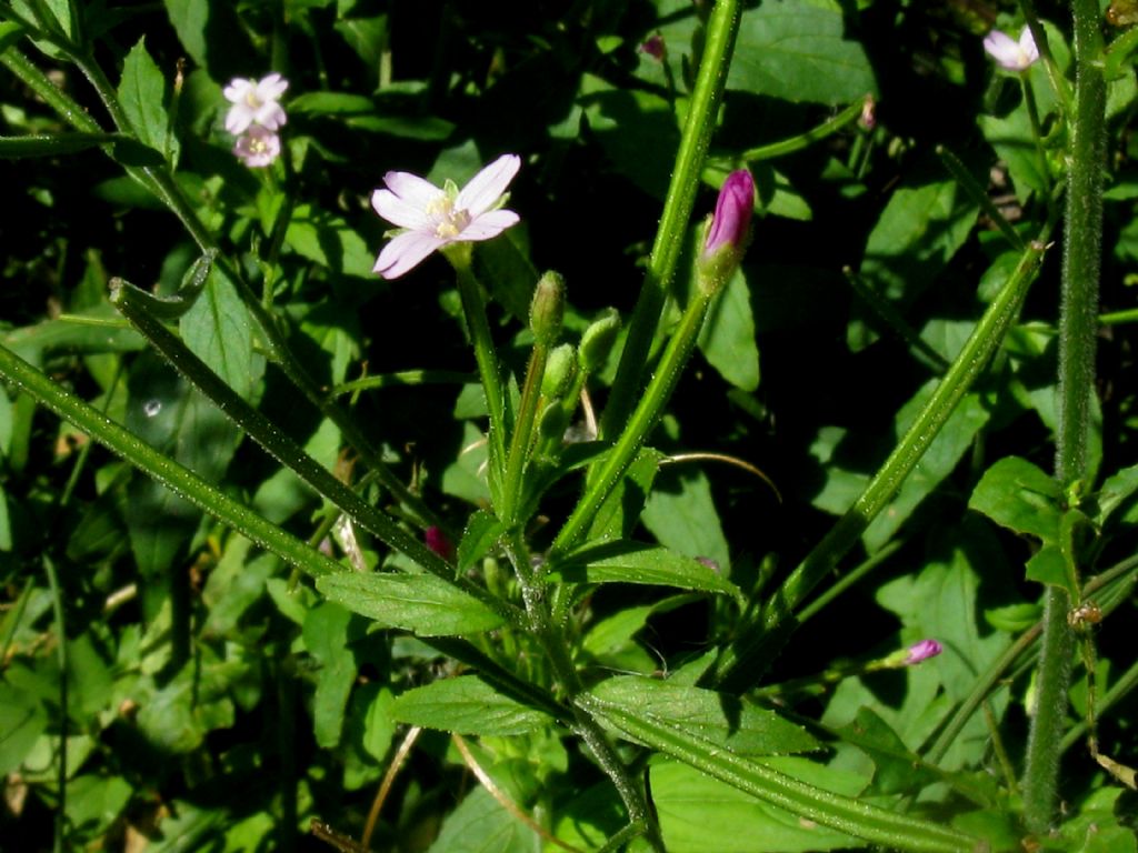 Epilobium montanum?