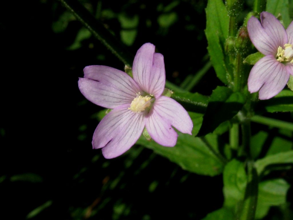 Epilobium montanum?