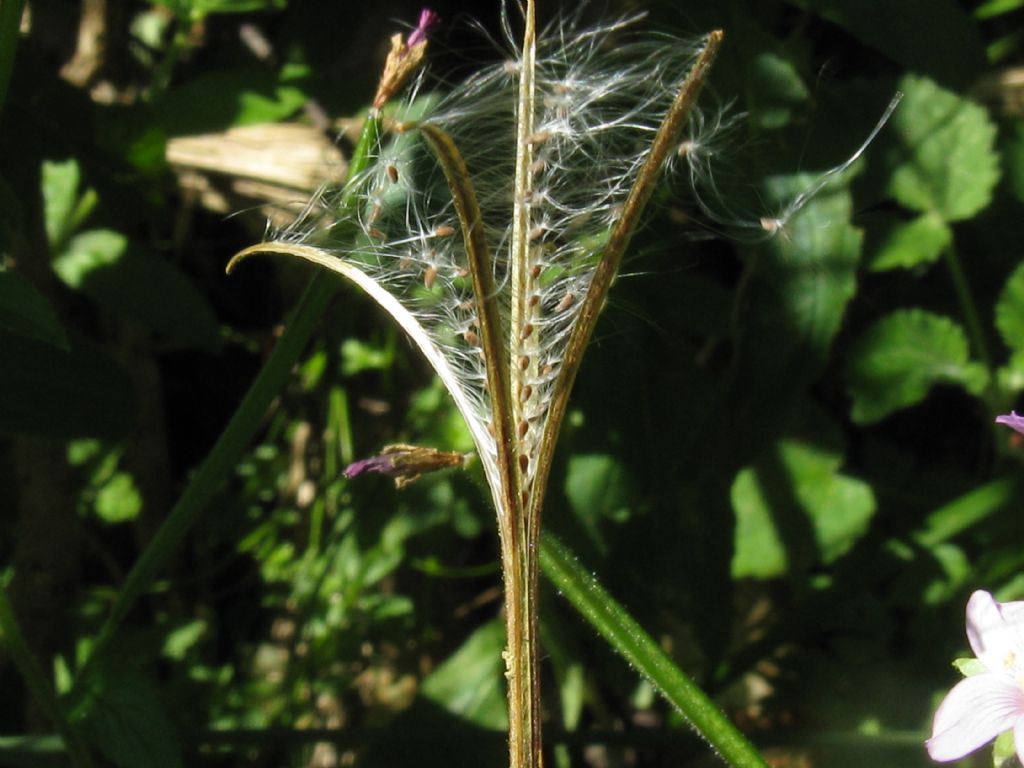 Epilobium montanum?