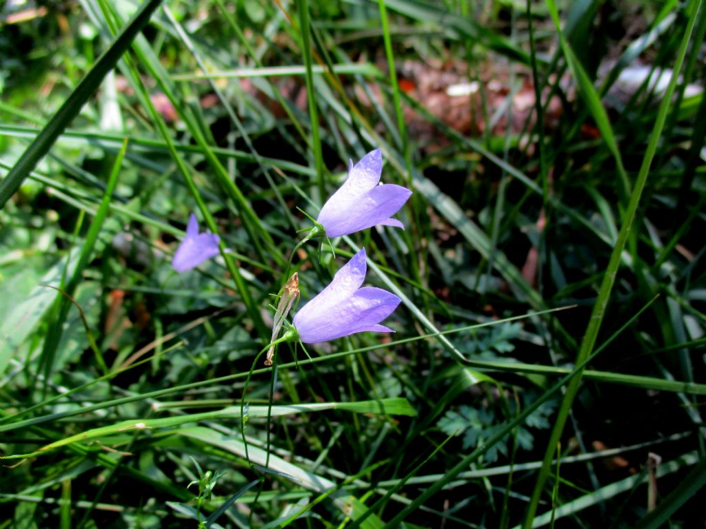 Campanula da identificare