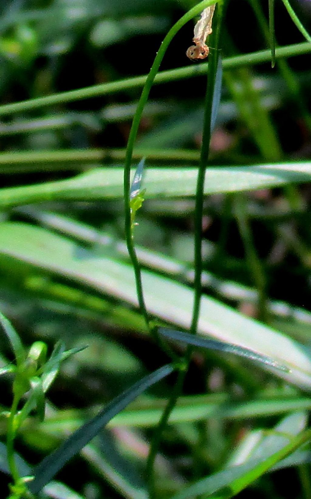Campanula da identificare