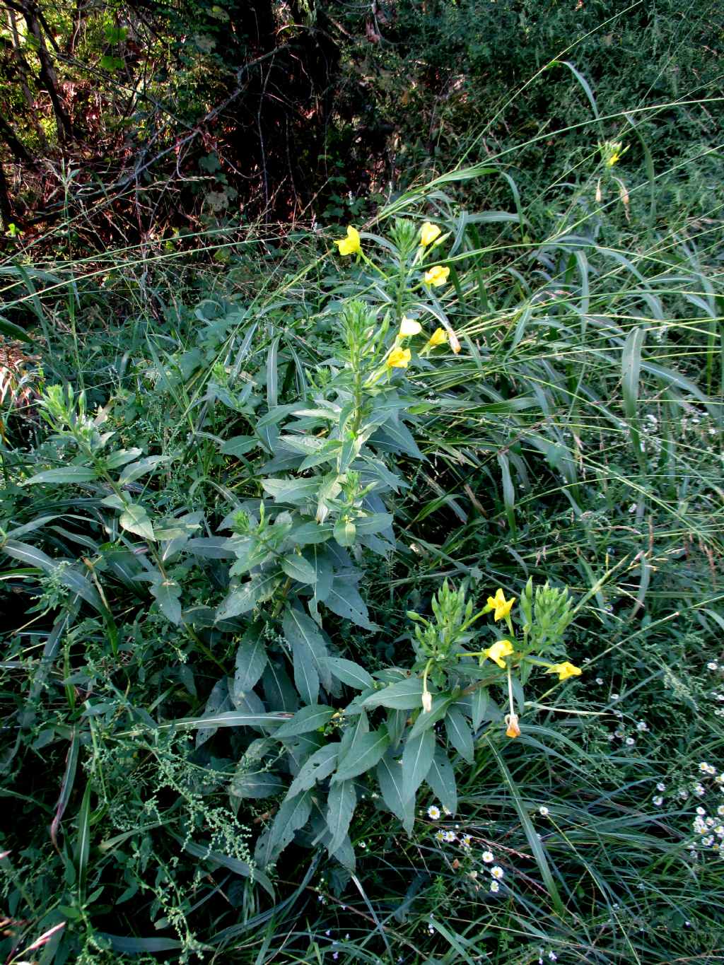 Oenothera...?