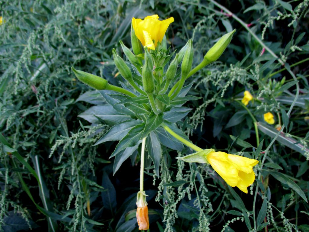 Oenothera...?