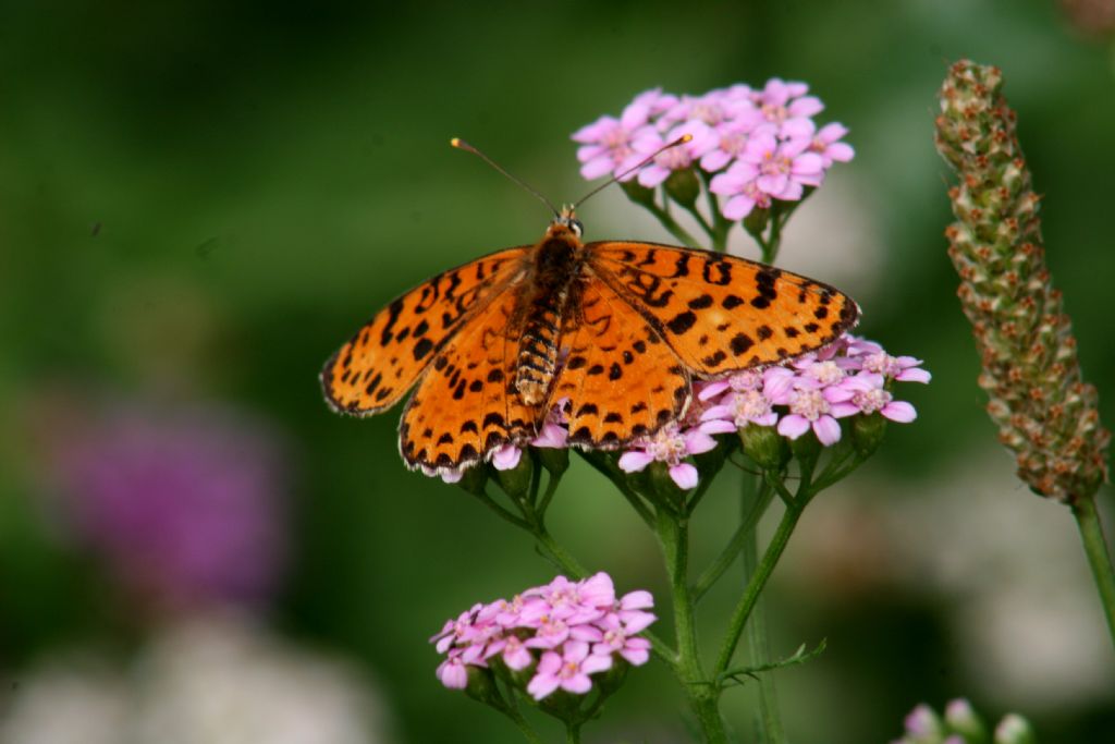 Melitaea didyma femmina?