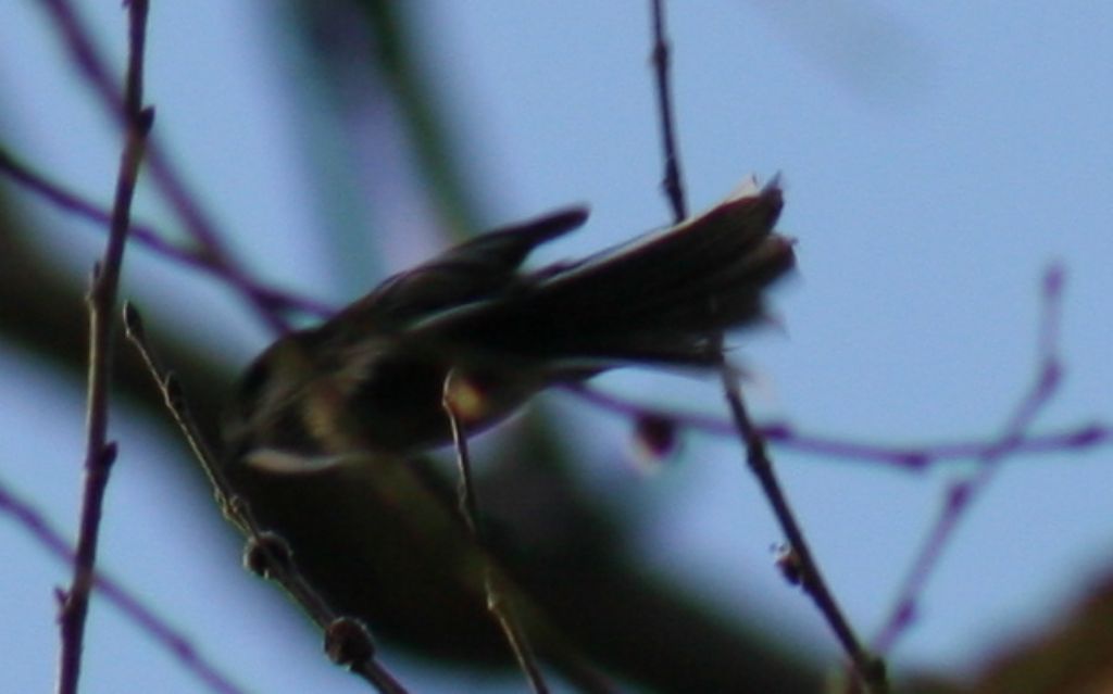 Uccello identificabile?