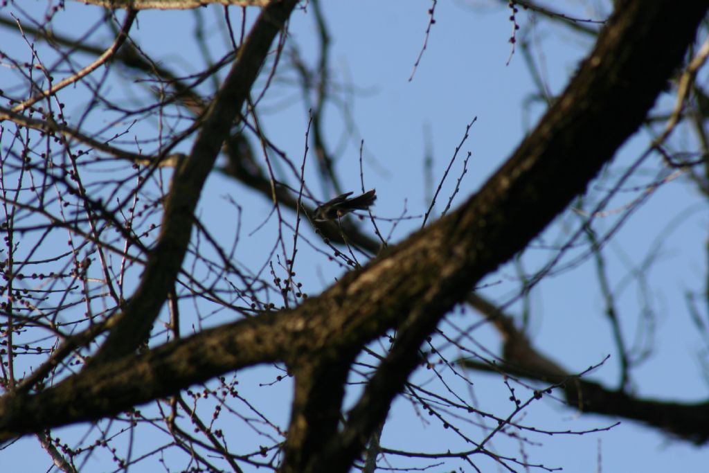 Uccello identificabile?