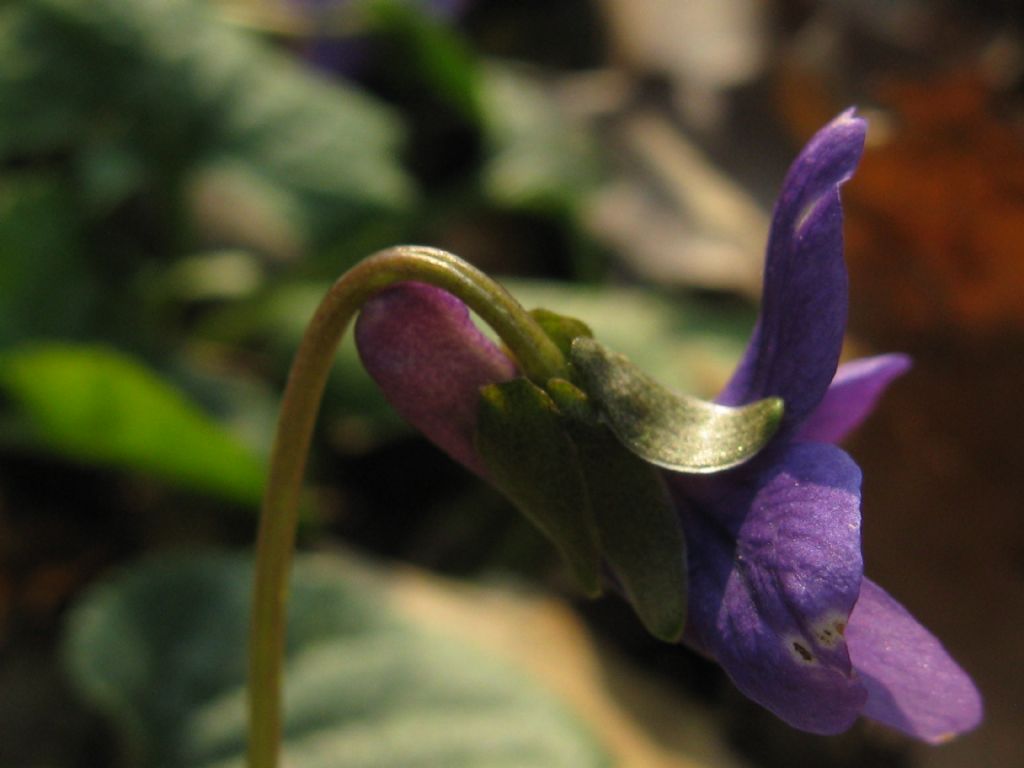 Viola odorata?